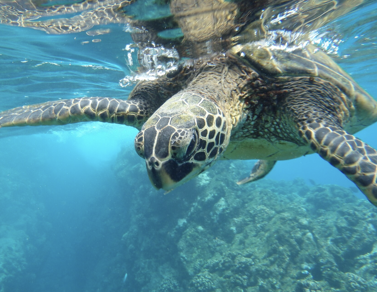 Galápagos Islands, Ecuador