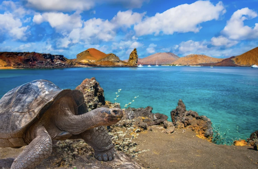 Galapagos Islands Ecuador marine iguanas