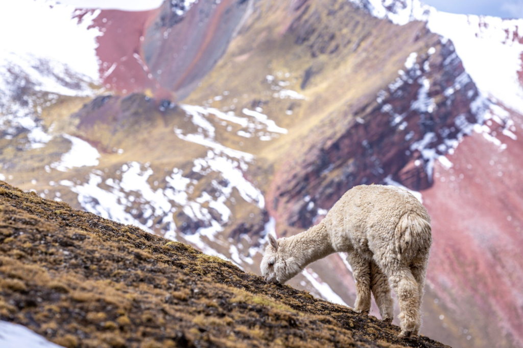 How Much Does it Cost to Travel to the Peruvian Andes