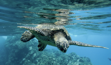 Ecuador & Galapagos Travel Guide 2026