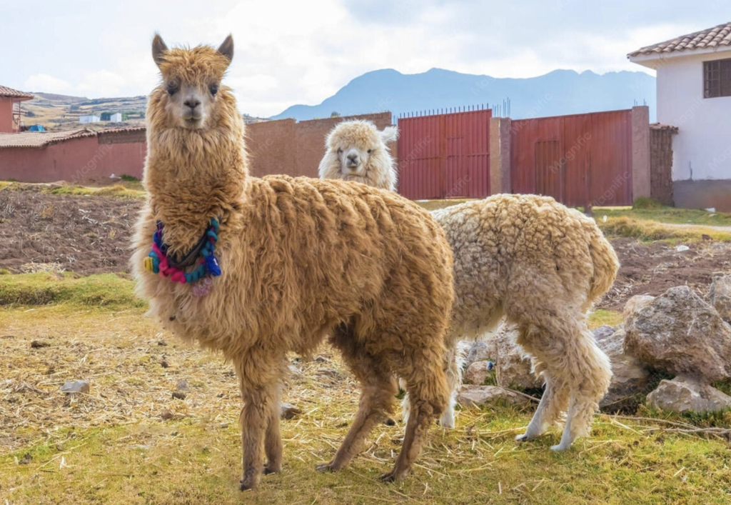 Best Time to Visit Peru