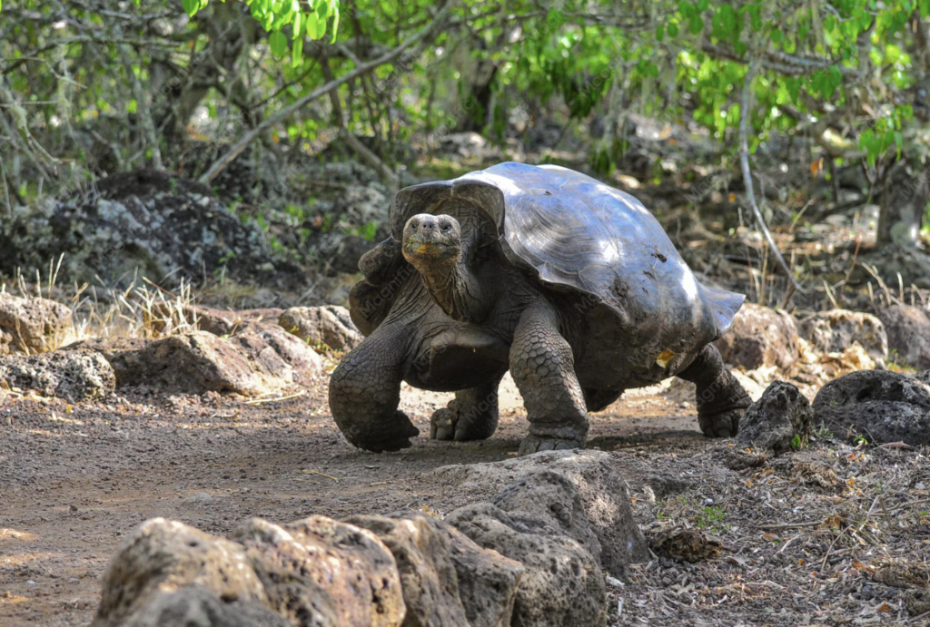 Ecuador & Galapagos Travel Guide 2026