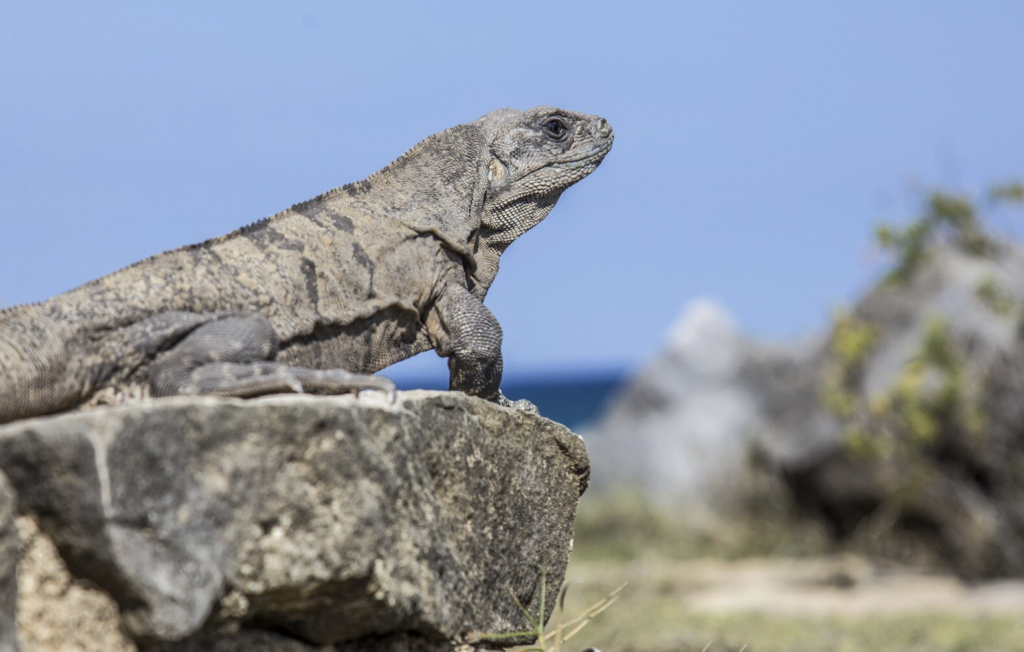 Ecuador & Galapagos Travel Guide 2026