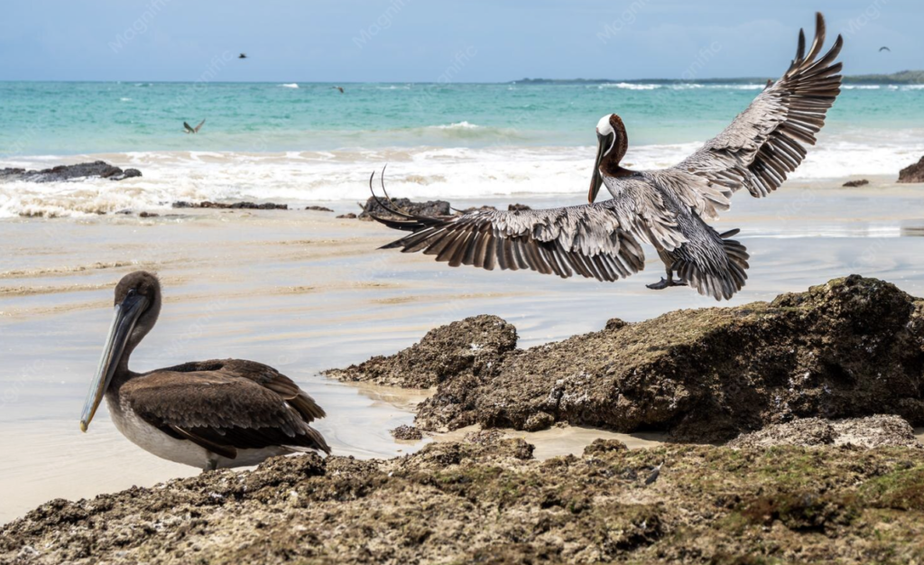 Ecuador & Galapagos Travel Guide 2026