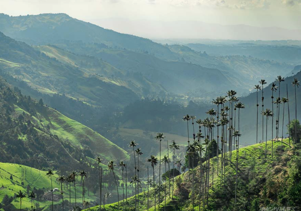 The Guide to Colombia’s Coffee Triangle: Itinerary, Villages, and Coffee Fincas