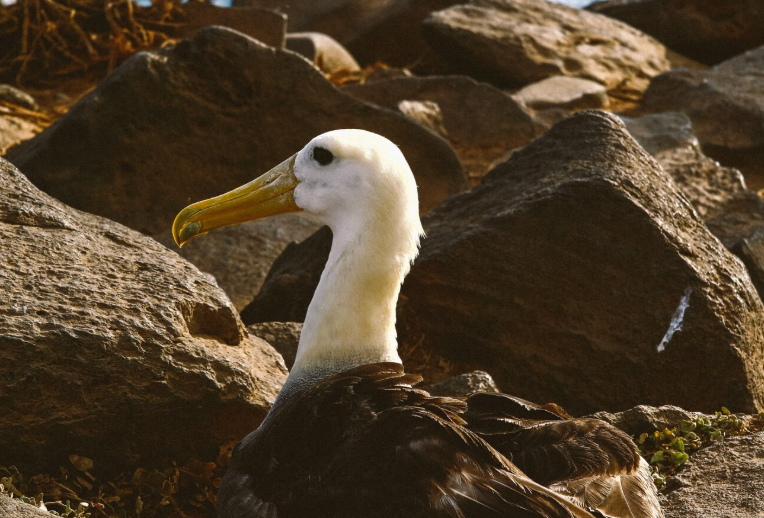 Best Galapagos Tours 2026