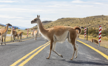 Uncover the Andes