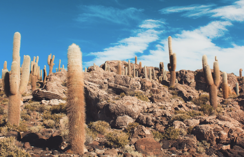 San Pedro de Atacama Travel Guide 2026: Tours, Costs and How Far Ahead to Book