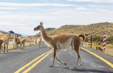 Uncover the Andes
