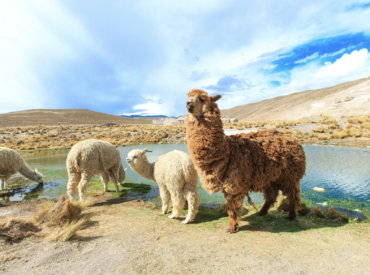 Uncover the Andes
